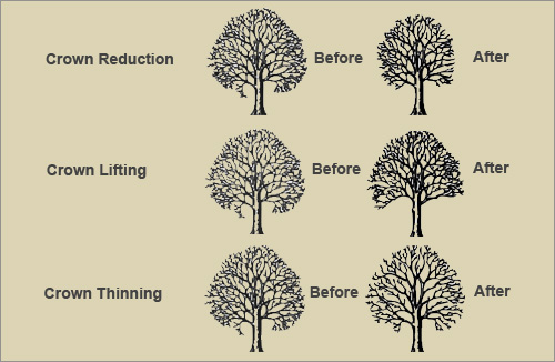 crown thinning, crown lifting, crown reductions diagram