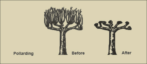 Tree Shaping & Pruning Services
