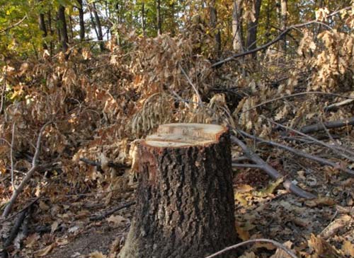 angry bever tree surgery and Arboricultural services