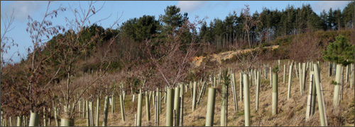 Tree Supply & Planting Service - Surrey, Sussex, Kent & South London