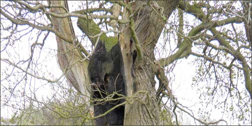 angry bever tree surgery and Arboricultural services